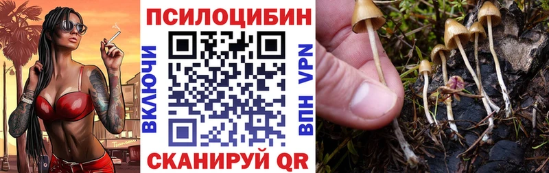 где продают   Кумертау  Псилоцибиновые грибы Psilocybe 